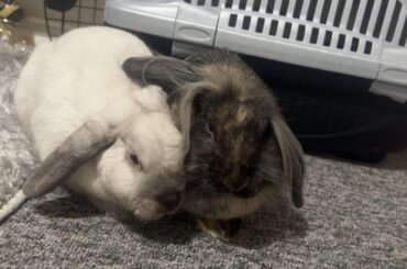 What breed are my rabbits ?
