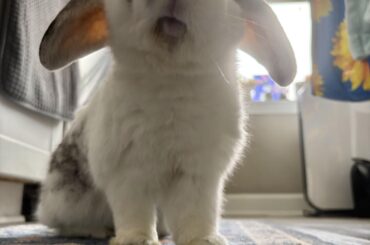 My inquisitive little man