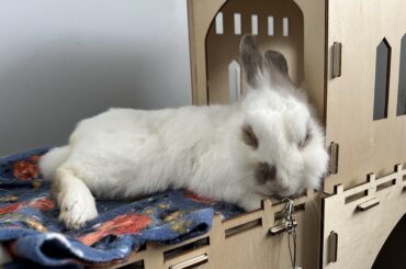 Bunny in stasis :(
