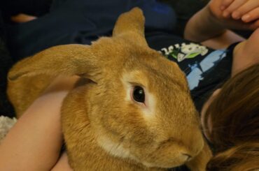 More airplane ears - I didn't think to call them that!