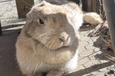Enjoying the sun in her outside playpen