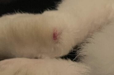 Little cut like thing on bunnies foot