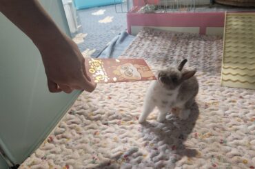 This is Jan. Jan isn't sure what a red packet is.