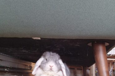 A beauty under the couch😍