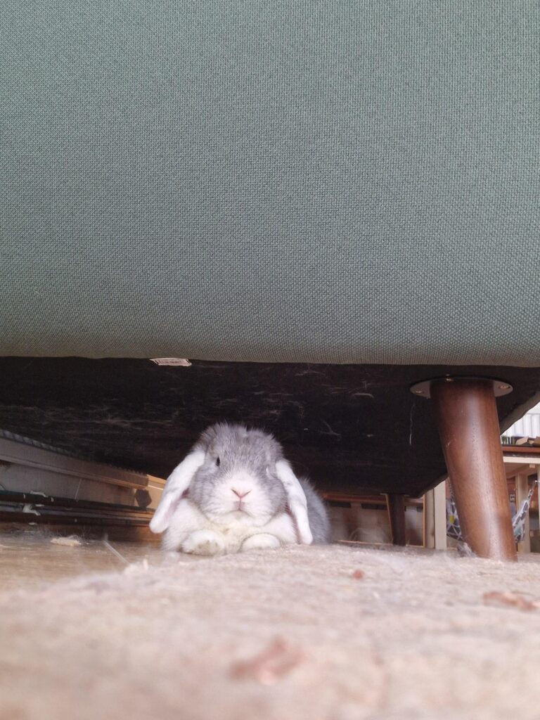 A beauty under the couch😍