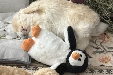 The world’s comfiest cherub v2