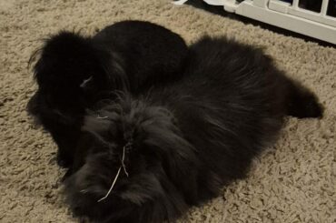 Help Litter training 🙈