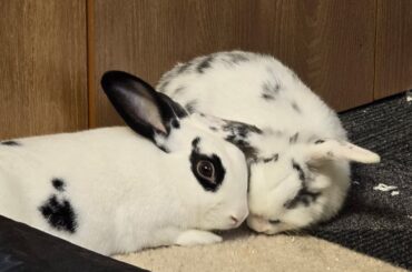 Rehoming a bonded pair located in Schaumburg, IL