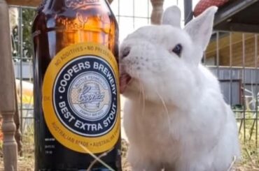 Bunny Tongue -Activated 😜😛