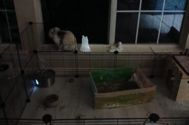 Hes finally discovered he can sit on the window.