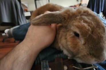 Care for bun with broken leg