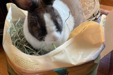 RIP Jazzy - 2011-2026
