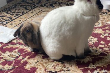 Frankenbun