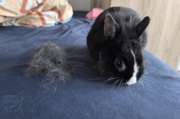 Molting season has started