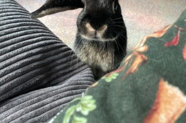 What breed of bun is my bun, please?