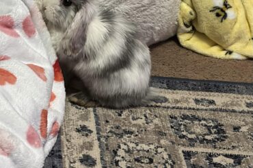 i got this sweet little bunny today and need some help naming him!