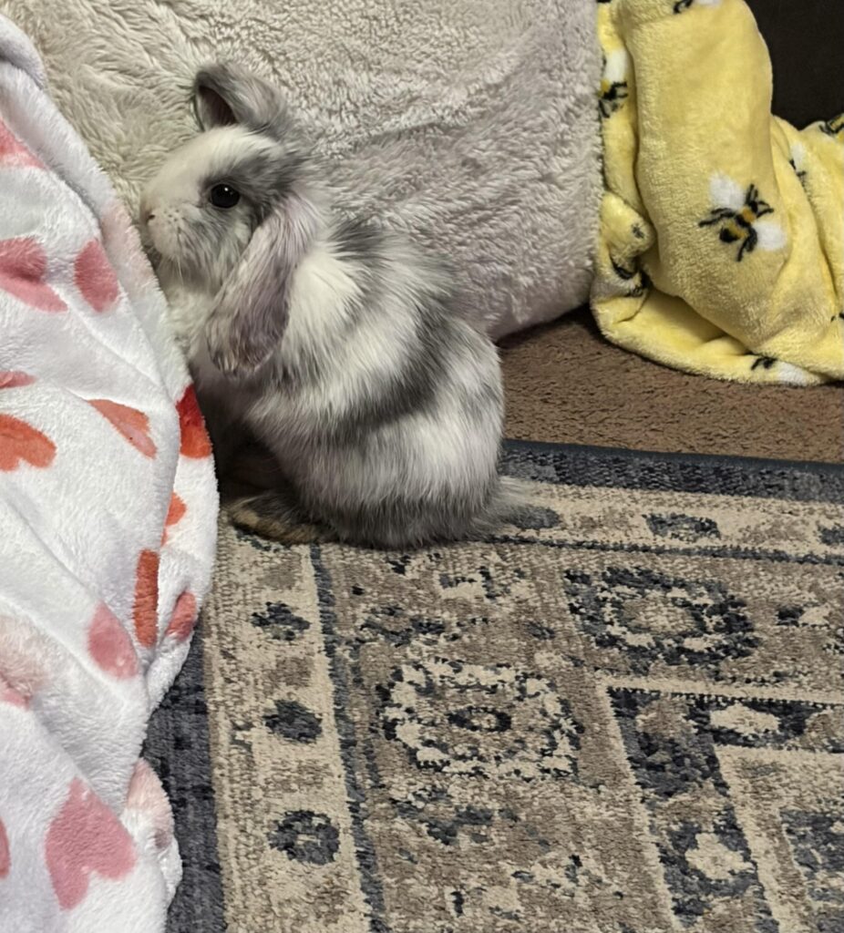 i got this sweet little bunny today and need some help naming him!