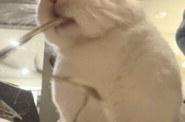 Adequan injections