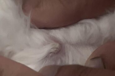 Bump on back with fur coming out of it?