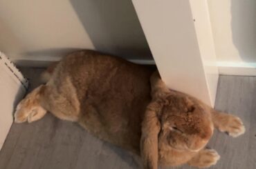 Is he fat?