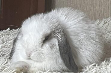 Important business: sleeping 😴