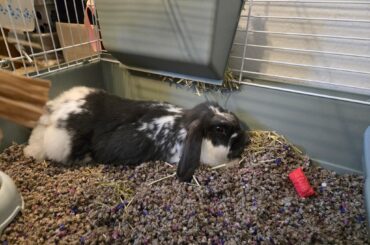 Bunny tips