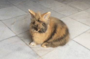 What breed is this ?