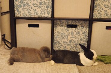 All aboard the bunny choo choo train!