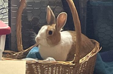 Our beautiful little Angel passed away yesterday. She had so much personality packed into her tiny little body!