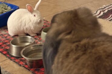 It’s over Anakin! I have the high ground!