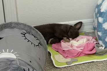 how to litter train my bunny?