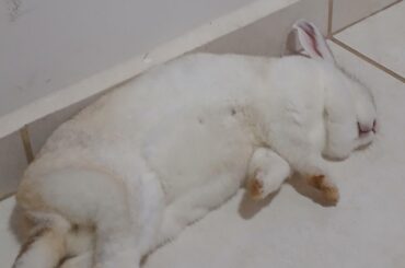 Oh to be a sleepy bunny after a day of doing nothing