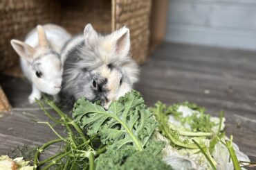 Enjoying their meal 😍