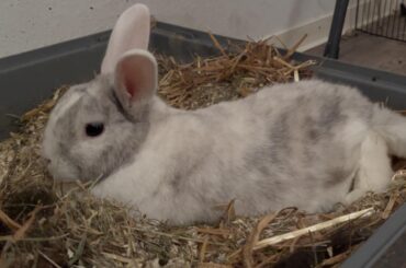 could anyone maybe guess what breed he is?