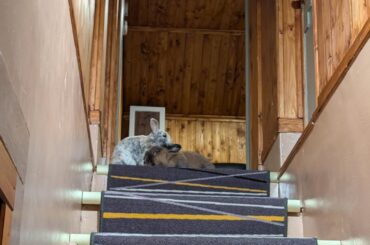 Innocent cuddles, or nefarious scheming? 🤔