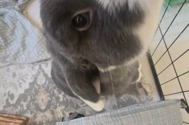 enjoy these photos of Kaiju