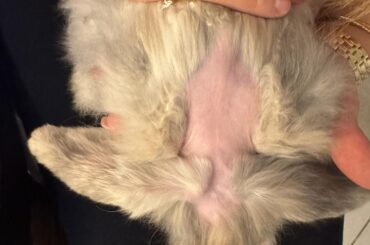 Complete fur loss on upper back