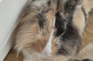 Will my rabbit be okay?