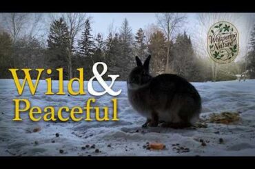 Curious Eastern Cottontail Rabbit in a Snowy Forest | Natural Wildlife Sounds🐰❄️|Ep.680