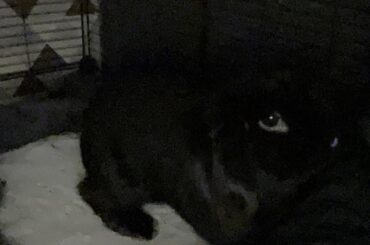 rabbit? what rabbit?