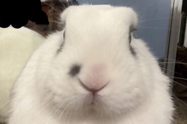 Where is clover’s ears??