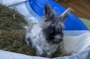 The face that can do no wrong ☺️🐰