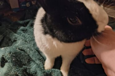 How old does a Dutchie generally live to?