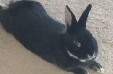 DK where this goes, but bun!