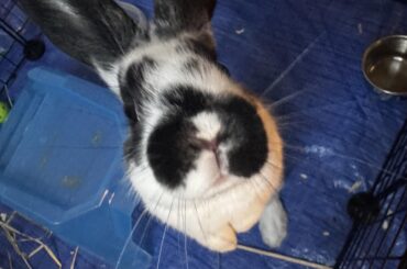 How to tell if my bunny is nice?