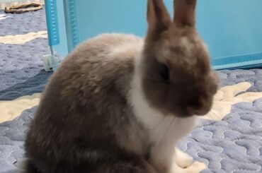 Anyone else's bun sit with one leg out?