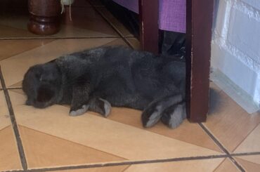 bunnybunnybunnybunnyy