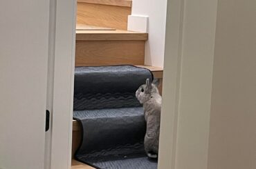 My nethie's wife has quickly learned the stairs in our new house but he still hasn't gone up or down. How can I encourage him?