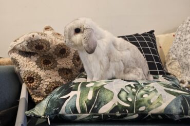 Better to get another male second rabbit or a female?