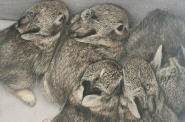 Should I keep them or how to release?